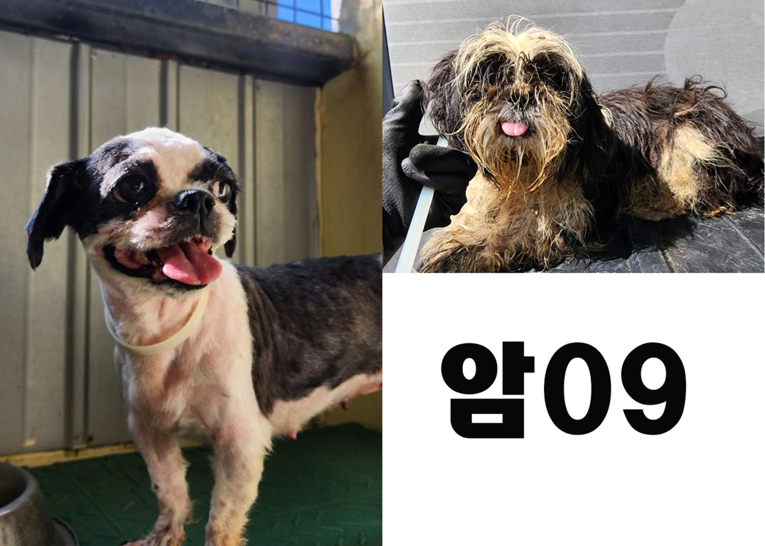(사)영일동물플러스_447502202300793